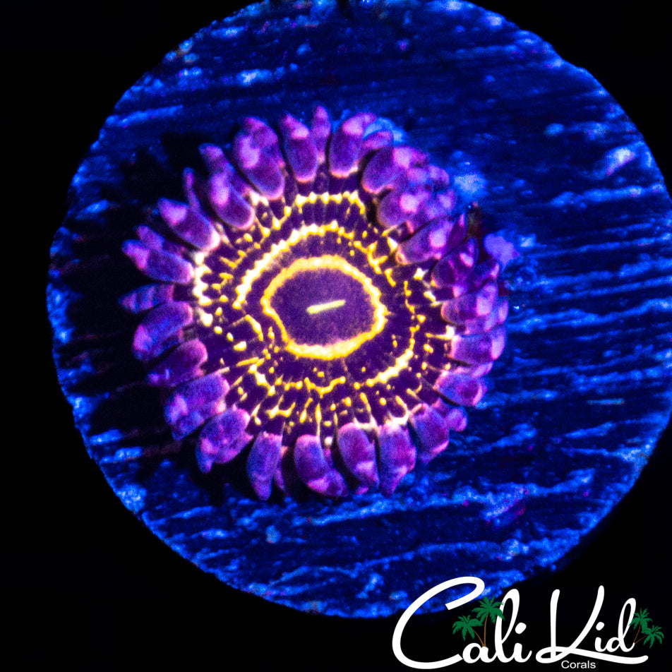 Stratosphere Zoa