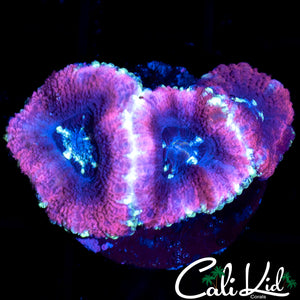 Ultra Asian Acan Triple