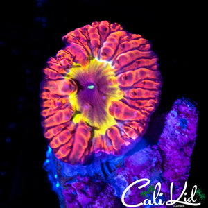 Insane Indo Rainbow Blasto