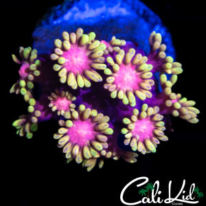 Electric Pink Petal Goni