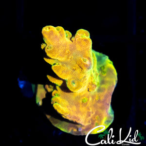 Rainbow Smoothskin Acro