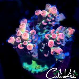 Candy Shop Acro