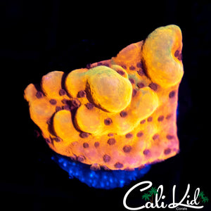 CK Bubonic Monti