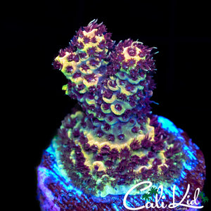 Red Polyp Rainbow Milli