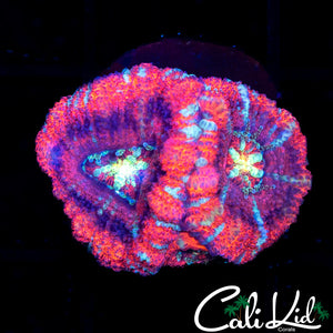 Peppermint Asian Acan Double