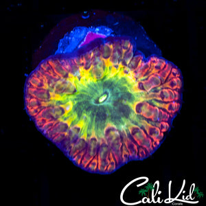 Ultra Indo Rainbow Blasto