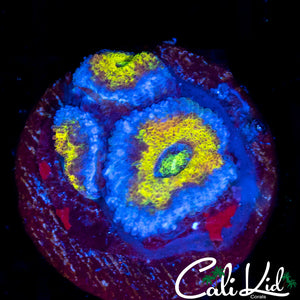 Golden Jewel Acan Triple