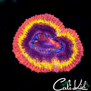 Black Hole Sun Acan