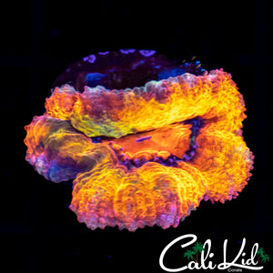 Ultra Rainbow Acan Lord