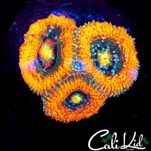 Rainbow Micromussa Triple