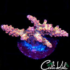 CK Fireball Acro