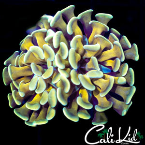 Golden Branching Hammer