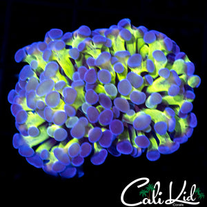 Green / Purple Branching Hammer