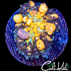 Powerball Bounce Mushroom