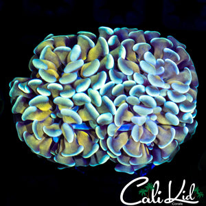 Golden Branching Hammer