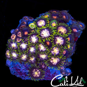 Assorted Zoa Mini Colony