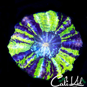 Rare Purple Stripe Acantho (Small)