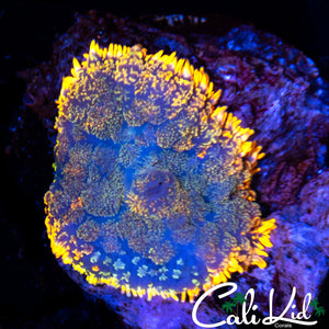 Rainbow Rim Rhodactis