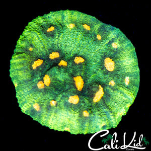 Space Invader Chalice Chunk