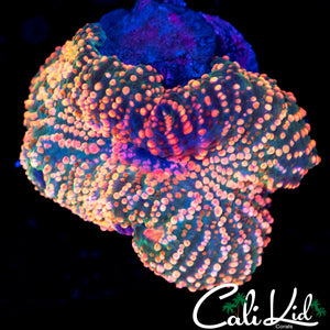 RARE RAINBOW DISCO SHROOM