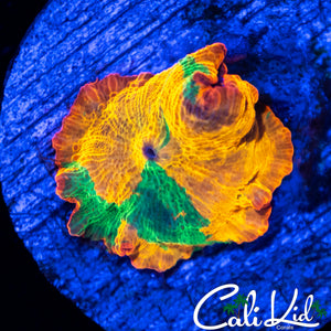 CK GREEN MONSTER MUSHROOM