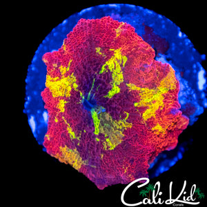 PATCHWORK 4 COLOR MUSHROOM