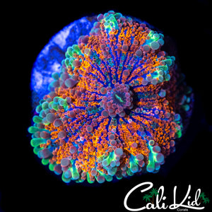 RAINBOW BUBBLE YUMA