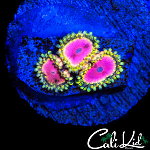 RRU PINK DIAMOND ZOA TRIPLE
