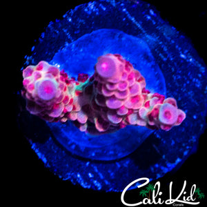 CK PINK FRECKLE ACRO