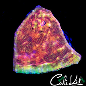 ULTRA SWIRL CHALICE