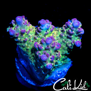 CK RAINBOW ACRO CHUNK