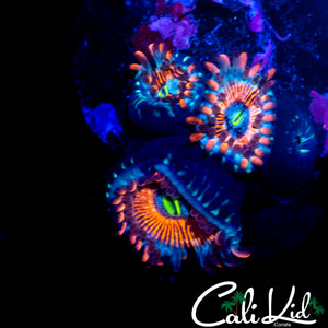 CB WHITE ZOMBIE ZOA TRIPLE