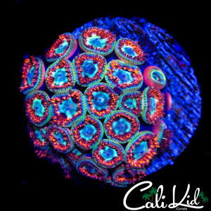 MYSTERY ZOA COLONY