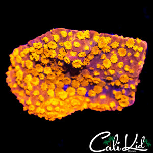 CK STARBURST MONTI