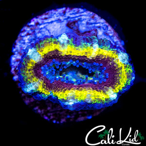 RAINBOW RING ACAN LORD
