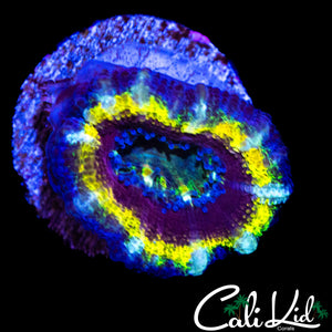 RAINBOW RING ACAN LORD