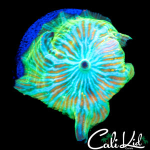 CK INVICTUS MUSHROOM