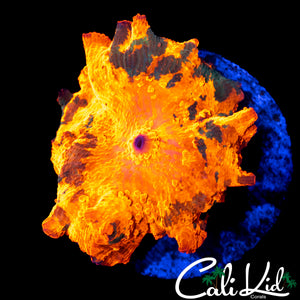 BEAUTIFUL CANDY CRUSH MUSHROOM