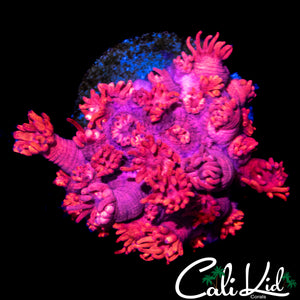BLOOD RED GONIOPORA