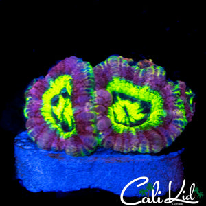 RARE ASIAN ACAN TRIPLE