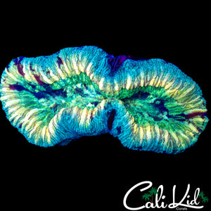 ULTRA PATTERN TRACHY