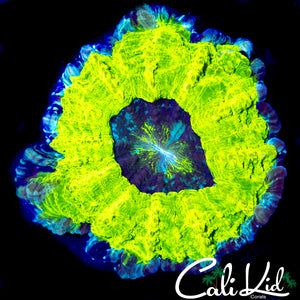 BRIGHTEST ACANTHO EVER