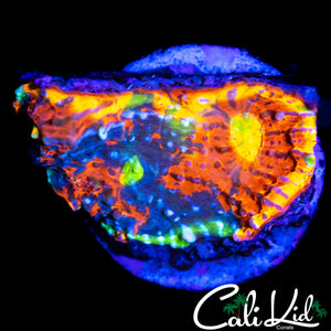 RARE RAINBOW CHALICE FRAG