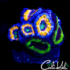 RARE ASSORTED ACAN COLONY