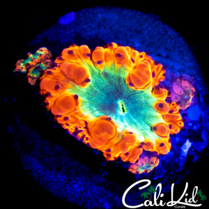BEAUTIFUL BUBBLE BLASTO W/ BABIES