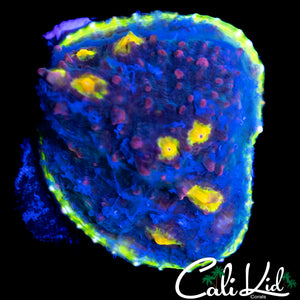 CK MELON HEAD CHALICE CHUNK