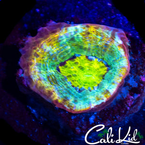 CK RAINBOW BOWERBANKI