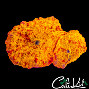 ECLECTUS MUSHROOM DOUBLE