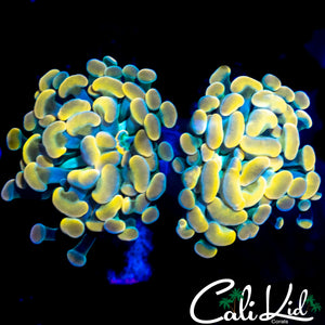 PASTEL RAINBOW BRANCHING HAMMER DOUBLE