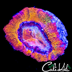 CK GUMMI BEAR ACAN